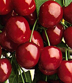 Ciliegio Bigarreau Moreau - Prunus Avium Bigarreau Moreau - Albero - Vaso 24 cm 9.5 - H 150/170 - C 8/10